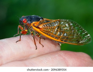 Cicada Swarm In Upstate New York