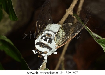 A cicada that was infected by fungus in SE Asia