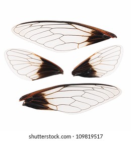 cicada wings isolated on white