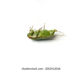 Cicada,Pompania Sp. Order  Homoptera, Family  Cicadidae, Species   Platylomia.found In Thailand.