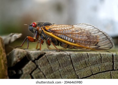 171 Cicada 2021 Images, Stock Photos & Vectors | Shutterstock