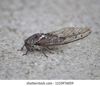 Cicadas Have An Exceptionally Loud Song, Produced Not By Stridulation, But By Vibrating Drum-like Tymbals Rapidly