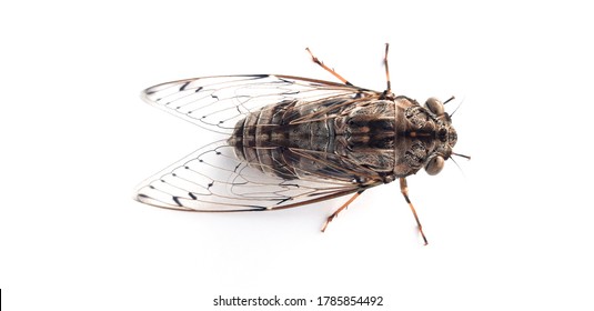 Cicadas isolated on a white background. - Powered by Shutterstock