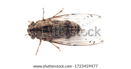 Cicadas isolated on a white background.
