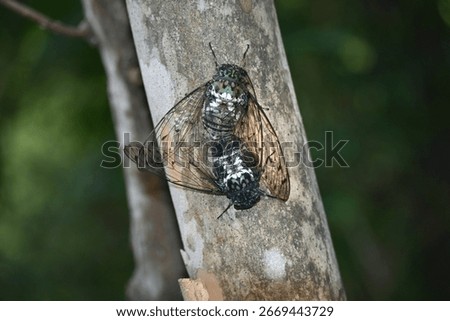 Cicadas mating on a tree in the summer forest