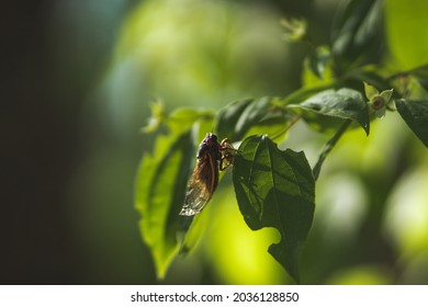 Cicadas In The North Georgia Mountains