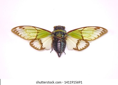 Cicada Hd Stock Images Shutterstock