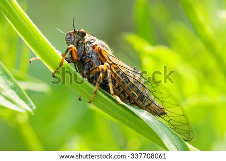 The Cicadetta montana or New Forest Cicada on green stem, close-up