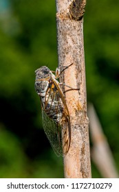 Cicadidae (August Bug)