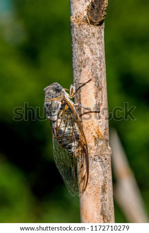Cicadidae (August Bug)