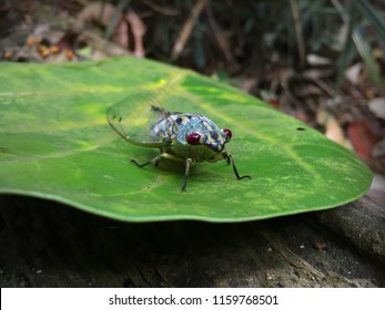 Cicadidae Close Up