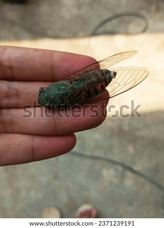 cicadidae insects that make loud noises during the transition from the dry season to the rainy season
