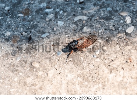 Cicadidae, the true cicadas, large insects characterized by their membranous wings, triangular-formation of three ocelli on the top of their heads, and their short, bristle-like antennae.