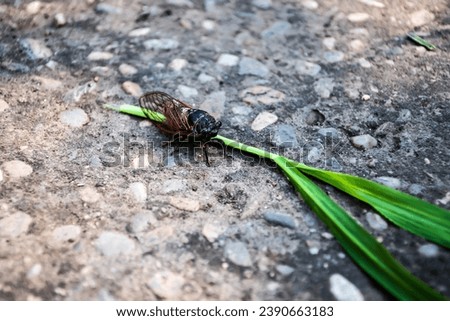 Cicadidae, the true cicadas, large insects characterized by their membranous wings, triangular-formation of three ocelli on the top of their heads, and their short, bristle-like antennae.