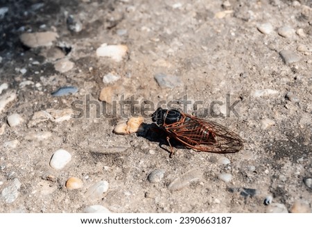 Cicadidae, the true cicadas, large insects characterized by their membranous wings, triangular-formation of three ocelli on the top of their heads, and their short, bristle-like antennae.