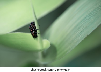 Cicadidae was waking up in the morning - Shutterstock ID 1467974354