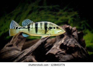 Cichla Piquiti Swimming