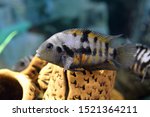 Cichlasoma nigrofasciatum. Zebra Cichlid swims in the aquarium