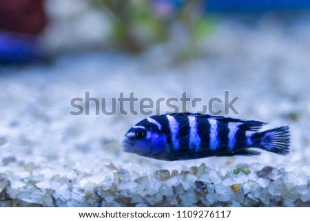Cichlid or Cichlidae blue tropical fish in aquarium. African Cichlid endemic to Malawi in blue tropical fish Cichlidae family. Colorful blue tropical cichild fish. Close-up blue tropical cichlid fish Stock photo © 