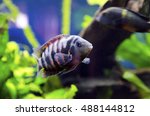 Cichlid fish