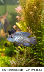 Cichlid fish in the aquarium