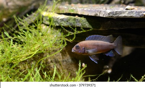 Cichlid Fish In Aquarium