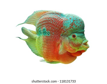 Cichlid Of On White Background.(Cichlidae)