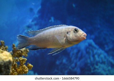 Cichlidae. Aqurium Fish. Freshwater Fish.