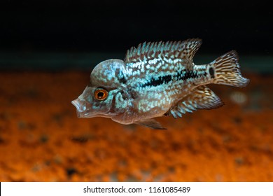 flowerhorn liveaquaria