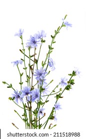 Cichorium Intybus