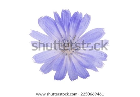 Cichorium intybus - common chicory flowers isolated on the white background Foto stock © 