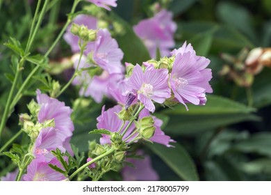 Cichorium Intybus. Common Chicory Is Also Known As Blue Daisy, Blue Sailor, Bunk, Coffee Weed, Cornflower, Wild Endive. Pink.