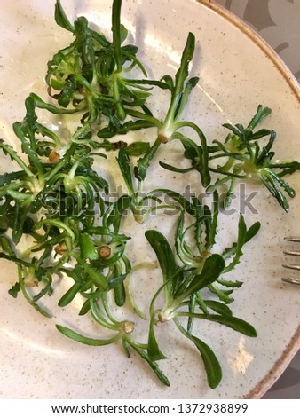 cichorium spinosum is a genus of plants in the dandelion tribe within the sunflower family, chicory or endive a wonderful delicious and healthy salad to eat in Crete, Greece during the winter