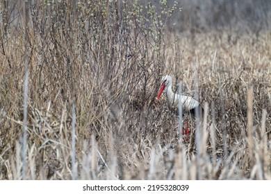 Ciconia Bird From Stork Family In Bush. Bird With Red Beak And Legs Looking For Food In Dry Grass In Spring Nature. Wildlife Birdwatching Photography