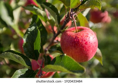 Cider Apples In The Orchard On The Tree