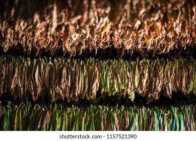 Cigar Tobacco Drying On A Plantation In Vinales, Cuba