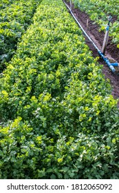 Cilantro Coriander Herb Leaves Detail In A Garden Irrigated By Sprinkling In A Family Farm In Brazil