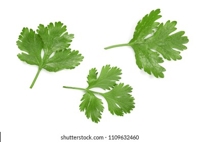 cilantro or coriander leaves isolated on white background. Top view. Flat lay pattern