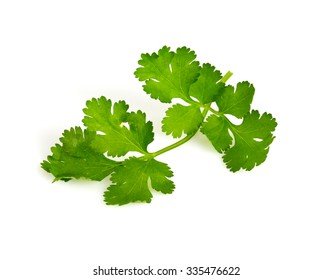 Cilantro Isolated On White