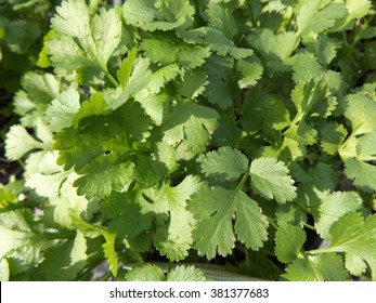 Cilantro Plant