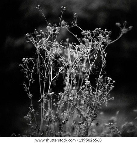 Similar – bottrop Nature Landscape