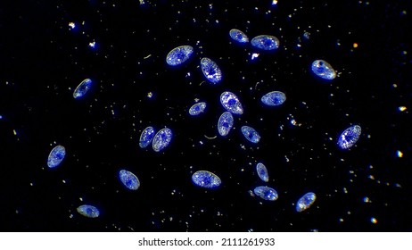 Cilia micro organisms floating in water - Shutterstock ID 2111261933