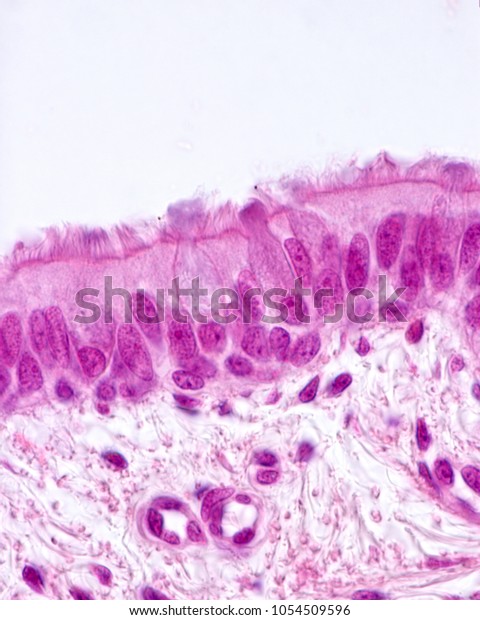 Ciliated Pseudostratified Columnar Epithelium Bronchus Respiratory ...