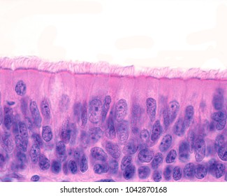 Ciliated Pseudostratified Columnar Epithelium Of The Trachea (respiratory Epithelium). Light Microscope Micrograph. H&E Stain