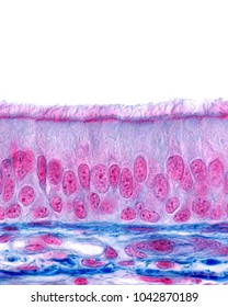 Ciliated Pseudostratified Columnar Epithelium Of The Trachea (respiratory Epithelium). Light Microscope Micrograph. Pasini Method.