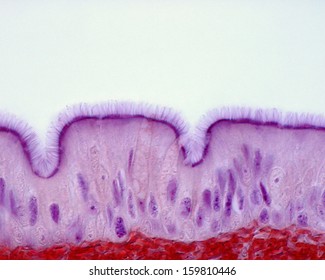 Ciliated Pseudostratified Columnar Epithelium Of The Trachea (respiratory Epithelium). Light Microscope Micrograph.