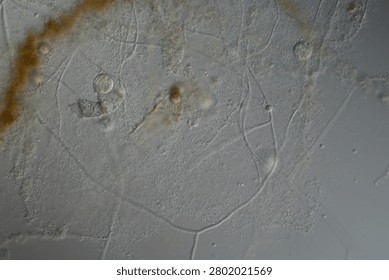 Ciliates in drops of water under the microscope 100x