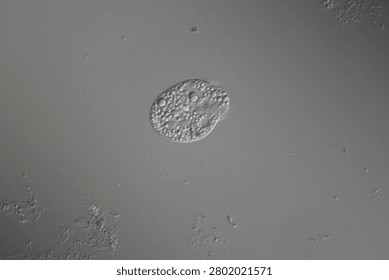 Ciliates in drops of water under the microscope 100x