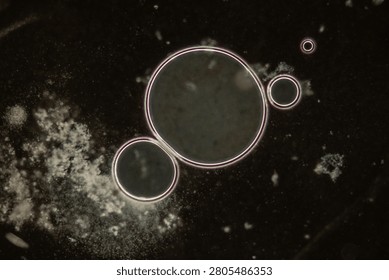 Ciliates in drops of water under the microscope 100x