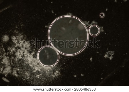Ciliates in drops of water under the microscope 100x